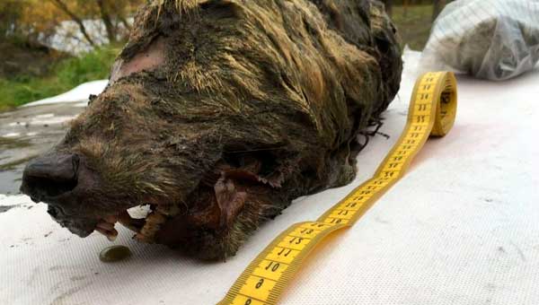 Обнаружена гигантская голова волка 32 000 лет