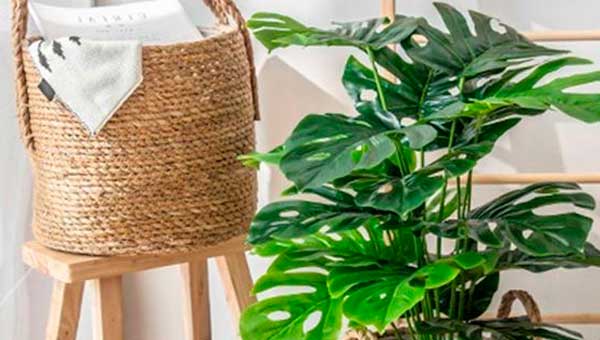 почему растения в интерьере так важны