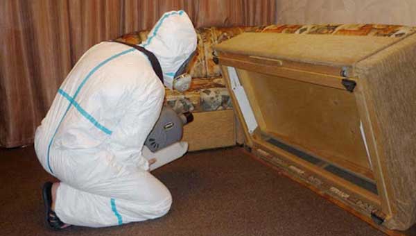 Как бороться с бытовыми насекомыми