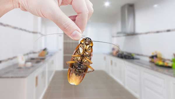 Как бороться с бытовыми насекомыми 