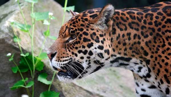 Браконьер обвиняется в убийстве более тысячи ягуаров в Бразилии
