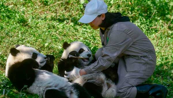 Две многообещающие панды для выживания вида