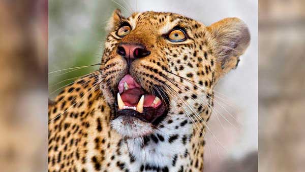 Леопард убивает ребенка в национальном парке